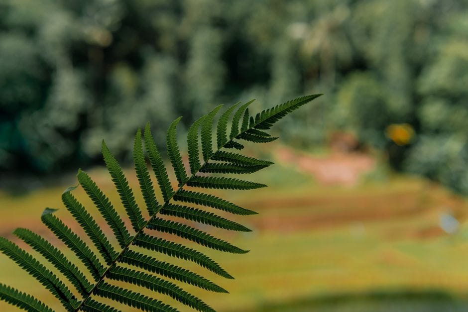 Houseplants and Indoor Air Quality: The Honest Truth