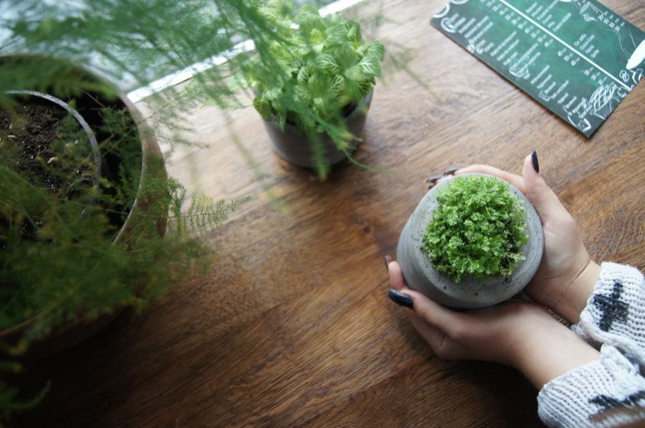 Starting a Small Kitchen Herb Garden