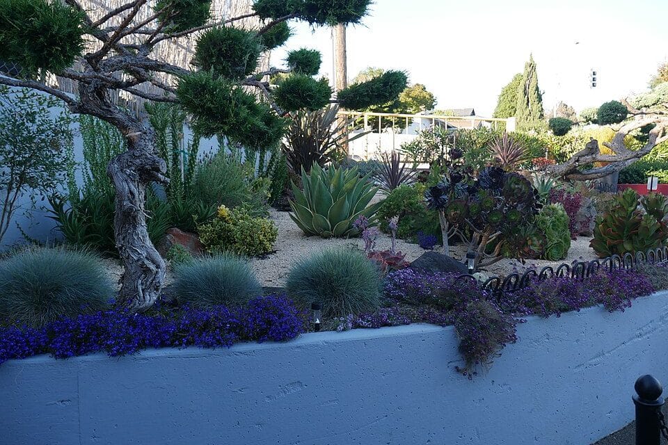 The Water-Wise Yard: Trading a Thirsty Lawn for Native, Drought-Tolerant Plants