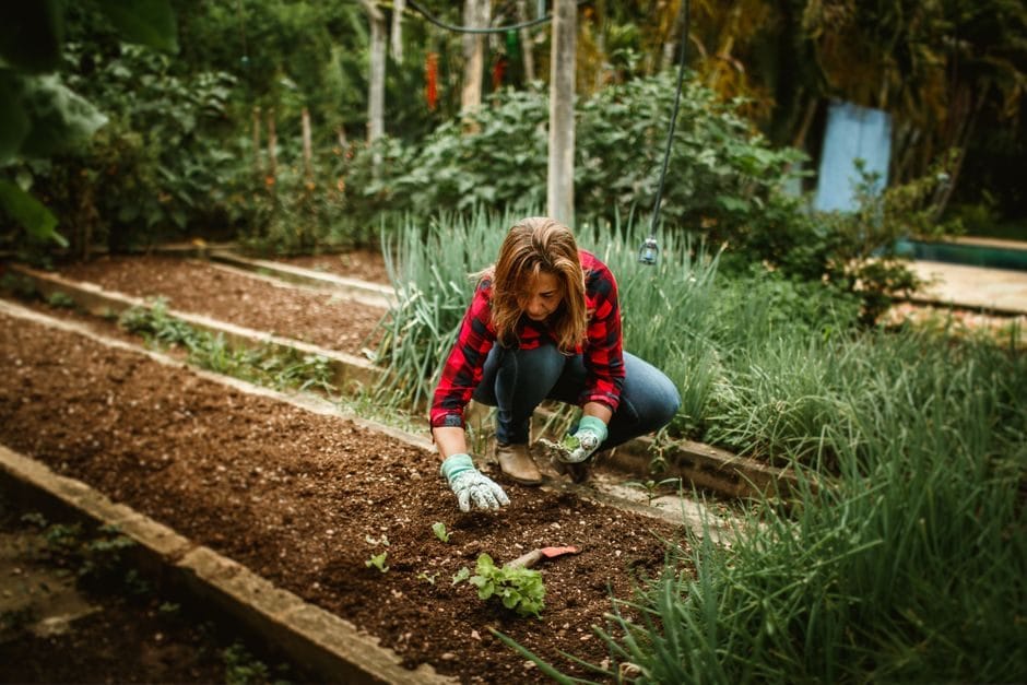 Fall Cover Crops: Why Sowing in August Saves Your Soil (and Your Budget) Next Spring