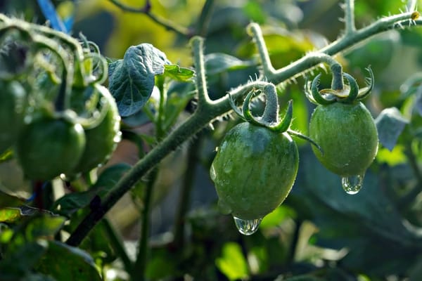 Summer Water and Food: Small Habits That Stop the Leaks