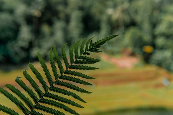Houseplants and Indoor Air Quality: The Honest Truth