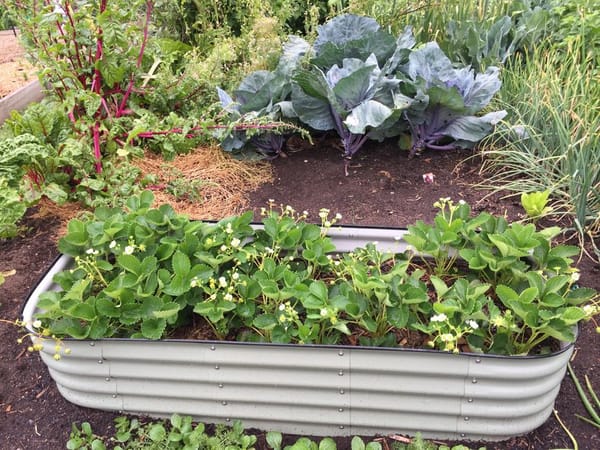 How to Start a Backyard Vegetable Patch