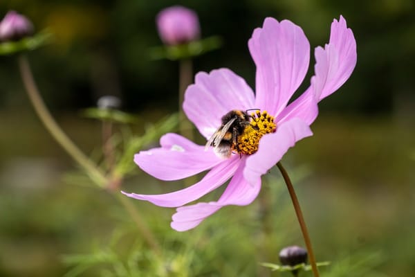 Turning Your Balcony Into a Pollinator Pit Stop: A Guide for Renters