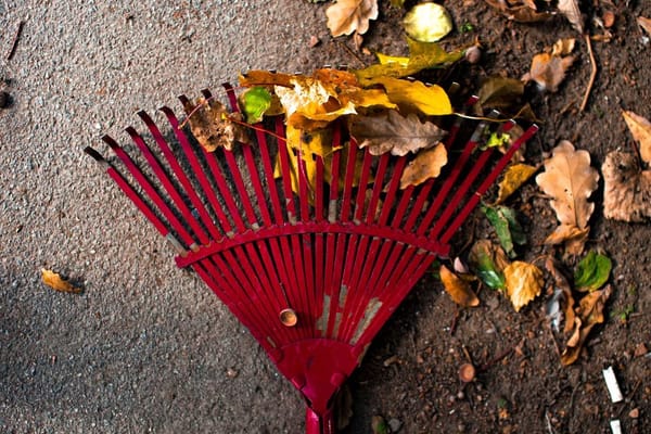 What Your City Actually Does With the Leaves It Picks Up Off Your Curb
