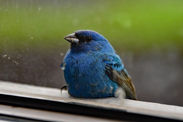 Fall Migration Is Peaking: The Cheap Way to Stop Birds Hitting Your Windows